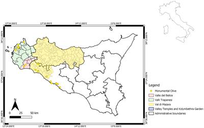 Recovery and genotyping ancient Sicilian monumental olive trees